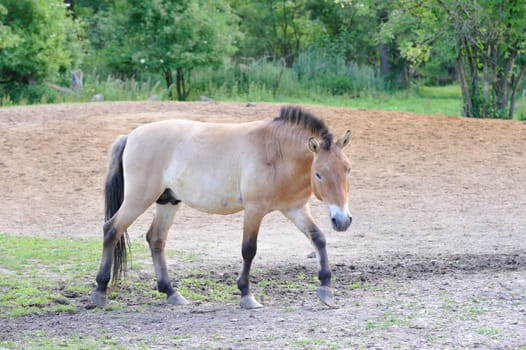 The Przewalski's horse