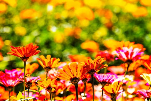 white daisies with nice background