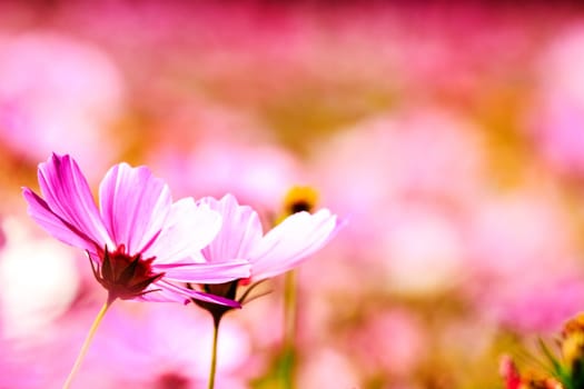 white daisies with nice background