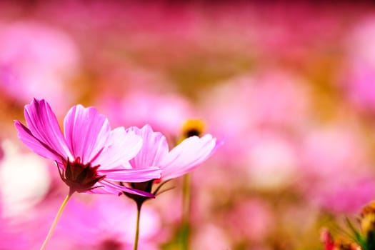 white daisies with nice background