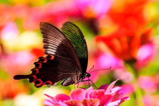 Nature spring daisy flower with butterfly