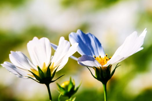 white daisies with nice background