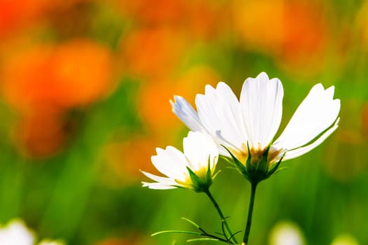white daisies with nice background