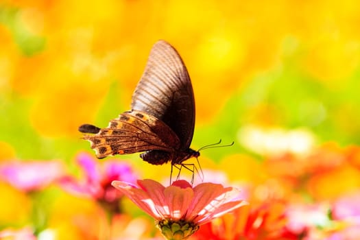 Nature spring daisy flower with butterfly