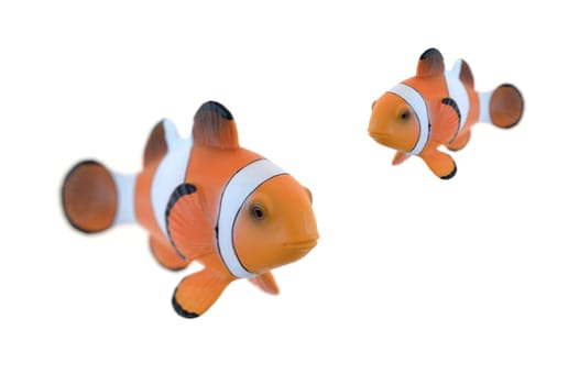 A close up shot of a Clown Fish