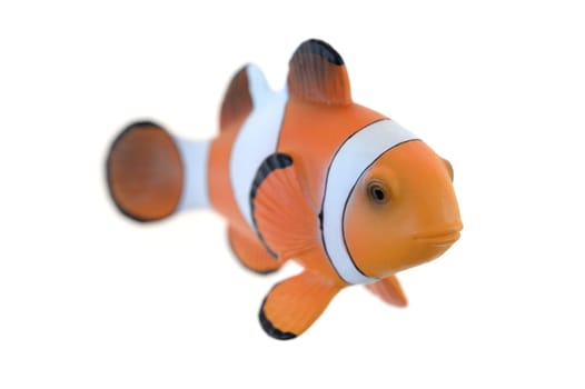 A close up shot of a Clown Fish