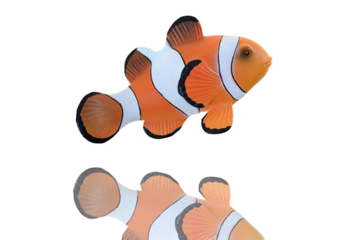 A close up shot of a Clown Fish