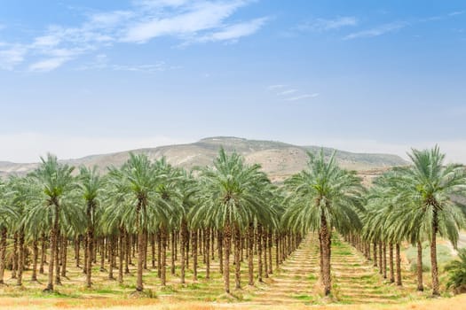 Date palm trees on orchard plantation in Galilee Jordan valley against Israel Golan Heights