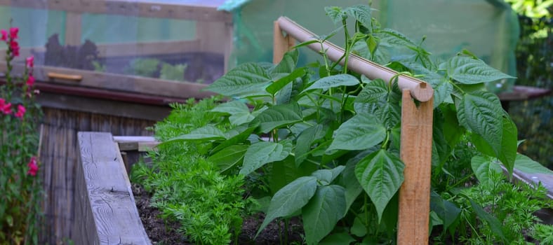 Bush beans and carrots in high beds