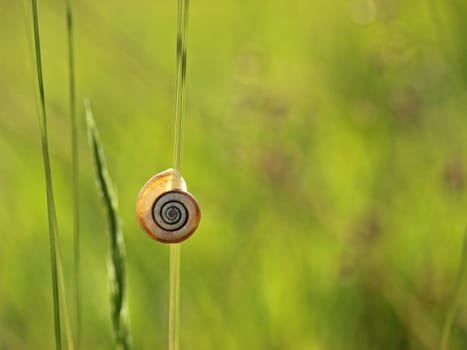 Western heath snail in the backlight