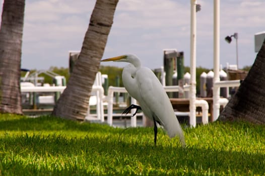 jewelry heron,heron,bird,white,yellow,feet,plumage,color,birds,feather dress,beak,pointed,genus,species,long,legs,stilt legs,beak-base,wetlands,Florida,Everglades,Sanibel,jewelry feathers,beach,shore,coast,sea,sandstran