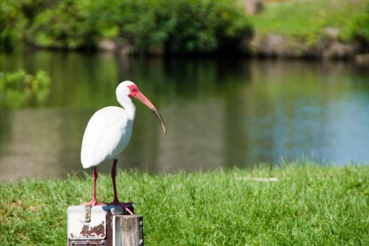 Snow-dwarf,white ibis,bird,shrew,genus,species,pink,pink,red,white,beak,pointed,long,nose,ibisbird,ibis,ibisse,birds,legs,coloring,plumage,stilt legs,beak-base,wetlands,Florida,Everglades