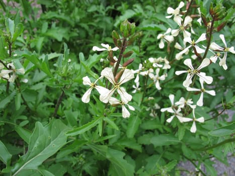 Garden-Senfrauke,eruca sativa