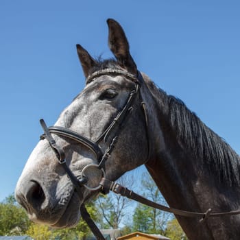 A gray tamed horse with dark eyes against blue sky