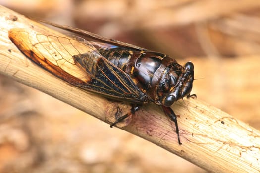 Cicadas in the trees, close up insect from nature