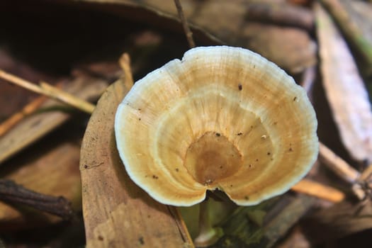 close up mushroom in deep forest, Thailand