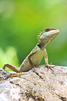 Green crested lizard, black face lizard, tree lizard