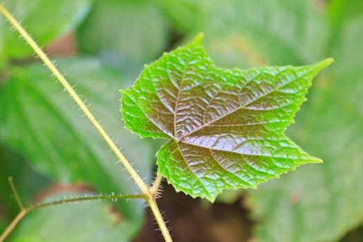 leaf texture, Texture of a green leaf as background