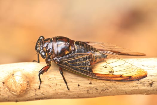 Cicadas in the trees, close up insect from nature