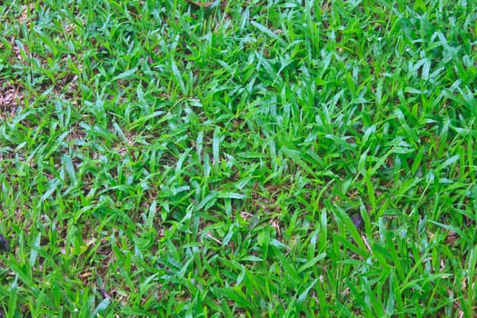 Green grass field background texture in garden