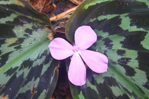 close up flower in forest Kaempferia pulchra