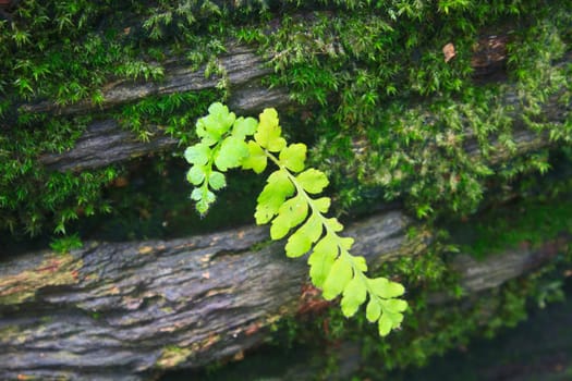 Fern in the forest, Forest Ferns and Fallen Log