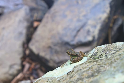 Frog on a wet stone at the stream