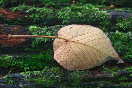 Close up of autumn leaf on log in forest