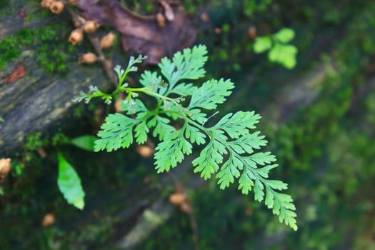 Fern in the forest, Forest Ferns and Fallen Log