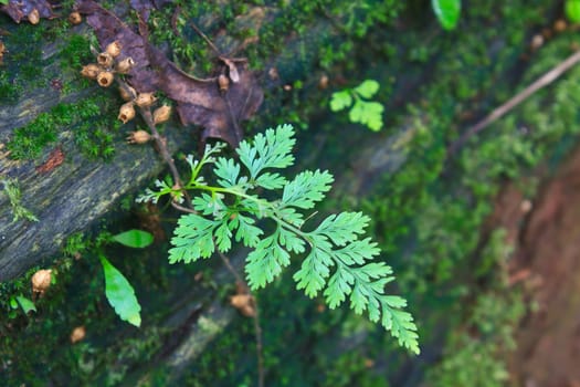 Fern in the forest, Forest Ferns and Fallen Log