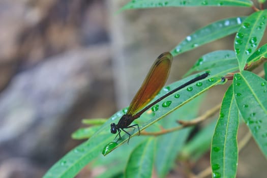 Dragonfly sitting on a branch of green grass