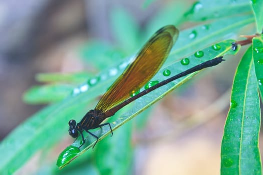 Dragonfly sitting on a branch of green grass