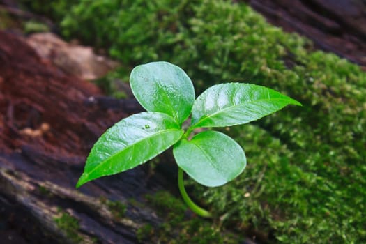New green sprout growing from dead log in forest
