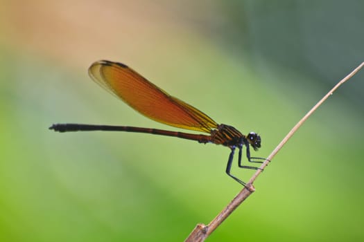 Dragonfly sitting on a branch of green grass