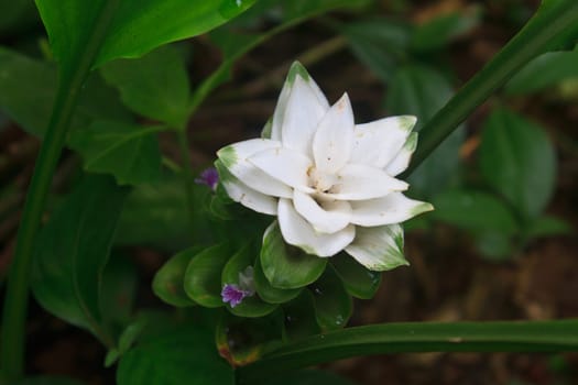 White Siam Tulip flower close up in forest