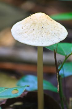 close up mushroom in deep forest, Thailand