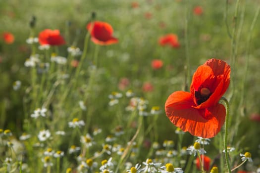Summer meadow with Common poppy flowers and chamomile