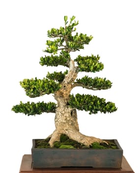Boxwood (Buxus sempervivum) as Bonsai Tree