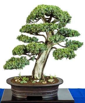 Juniper (Juniperus communis) as a bonsai tree