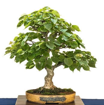 Winter-Linde (Tilia cordata) as Bonsai Tree