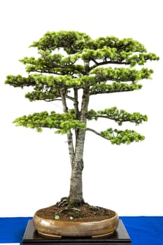 Lebanon cedar (Cedrus libanii) as bonsai tree