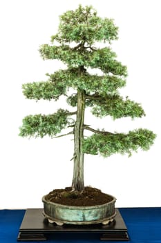 Green juniper (Juniperus communis) as a bonsai tree