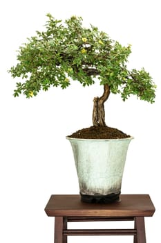 Blooming five-fingered shrub (Potentilla fruticosa) as a bonsai tree
