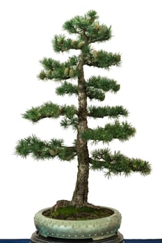 European larch (Larix decidua) as a bonsai tree
