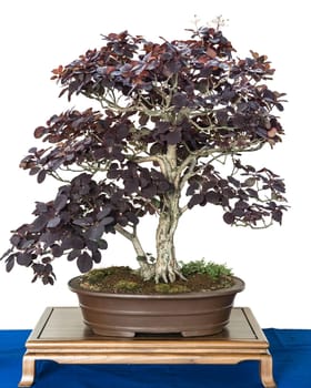 Wig shrub (Cotinus coggygria) as a bonsai tree