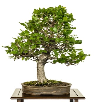 Book (Fagus sylvatica) as Bonsai Tree