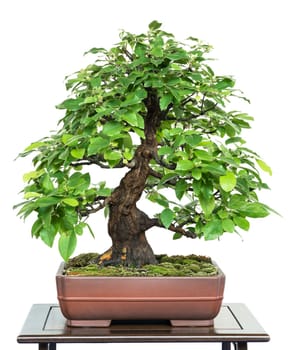 Chinese quince as bonsai tree in a bonsai bowl