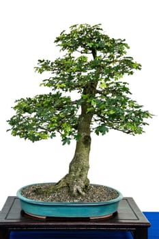 Field maple (Acer campestre) as a bonsai tree