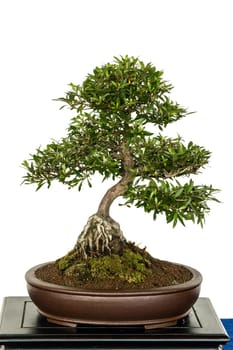 Azalee (Rhododenron indicum) as a bonsai tree