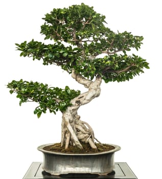 Fig (Ficus microcarpa) as a bonsai tree